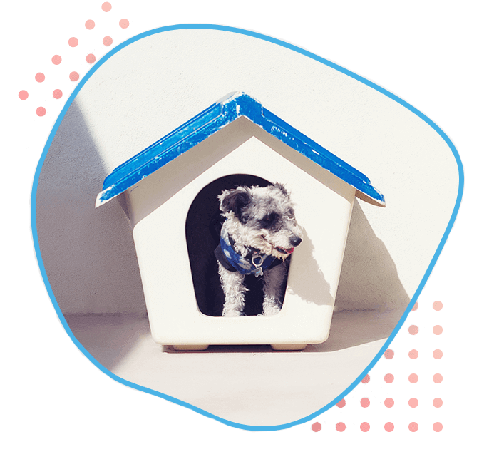Professional Pet Care Services